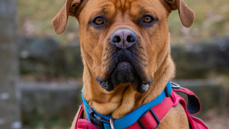 Ensine seu cachorro a esperar antes de comer com facilidade