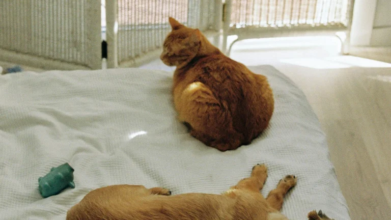 Adotar dois pets juntos: benefícios para você e seus animais