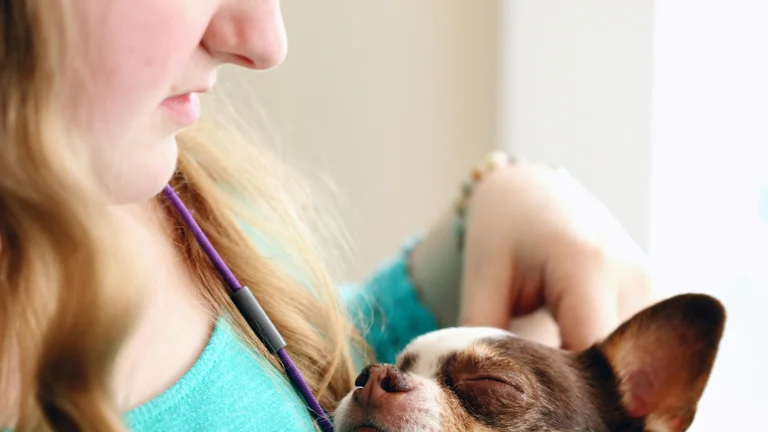 Dicas para adaptar o adestramento a cães idosos e garantir seu bem-estar