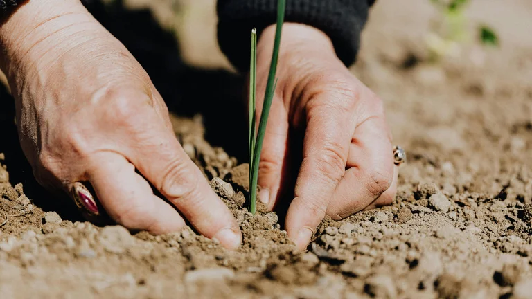 Farinha de osso e complementos naturais na agricultura sustentável
