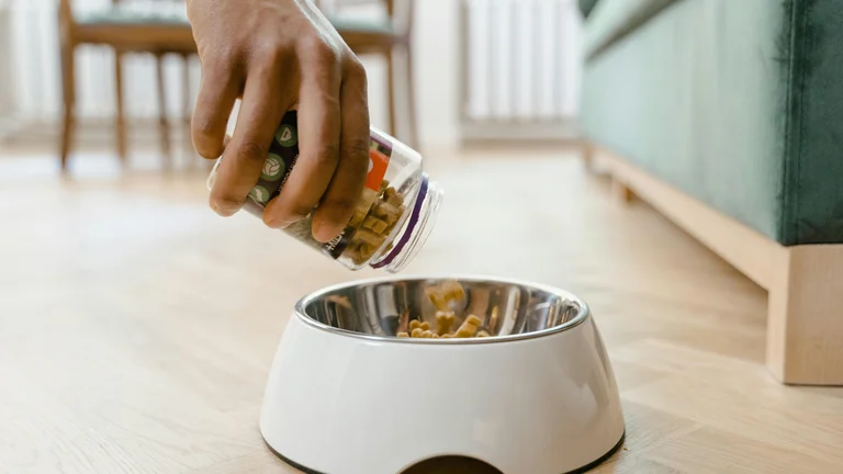 Rotina Alimentar: Essencial para a Saúde do Seu Pet