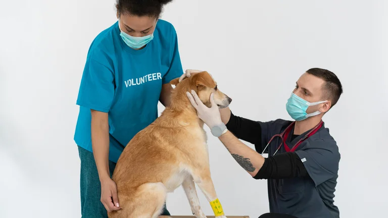 A Importância da Suplementação Alimentar para Animais com Veterinário