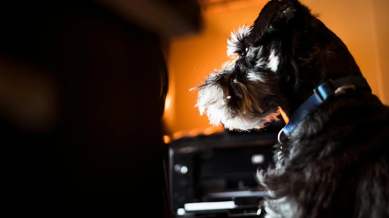 Adestramento de Cães Pequenos: Técnicas e Cuidados Especiais