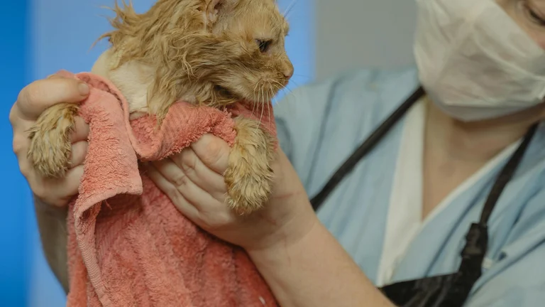 Como Detectar Alergias Alimentares em Pets: Sintomas Iniciais e Cuidados