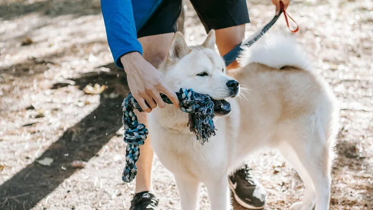 A Importância Vital da Socialização no Adestramento Canino