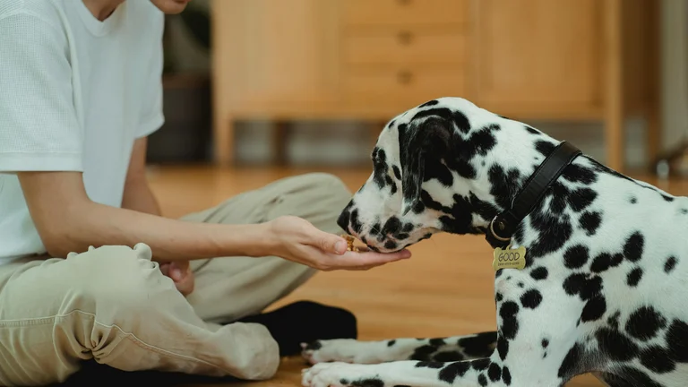 Dicas essenciais para começar o adestramento de cães em casa