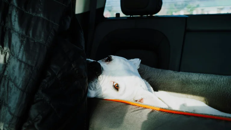Dicas para treinar seu pet para viagens e passeios tranquilos