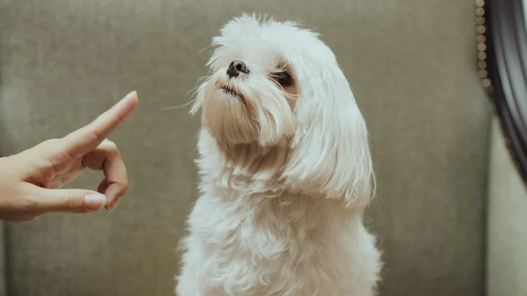 Como ensinar o comando “senta” passo a passo ao seu cachorro