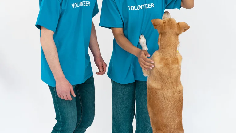 Adoção de pets em feiras: prepare-se para encontrar seu novo amigo