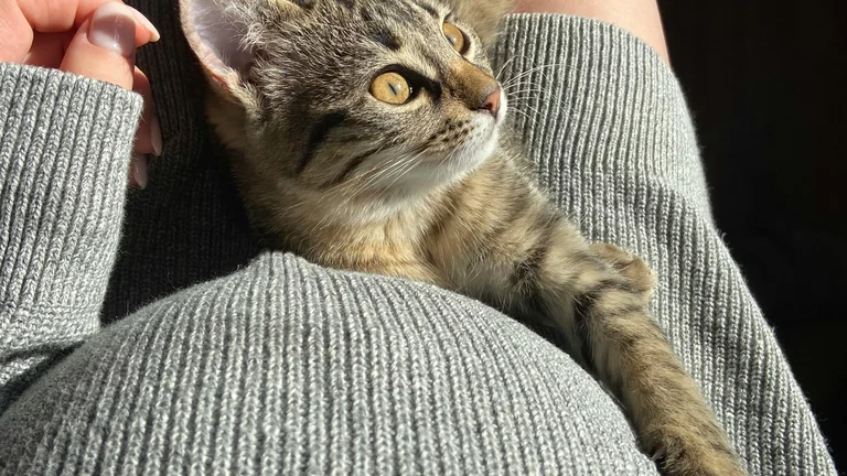 Como lidar com pets que resistem a tomar remédio de forma simples