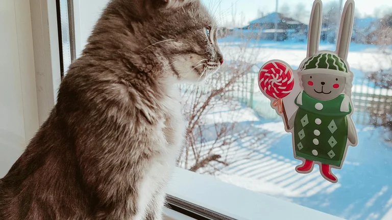 Cuidados Essenciais para Proteger Seu Pet Durante o Inverno