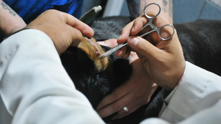 Erros Comuns nos Cuidados de Saúde com Pets e Como Evitá-los