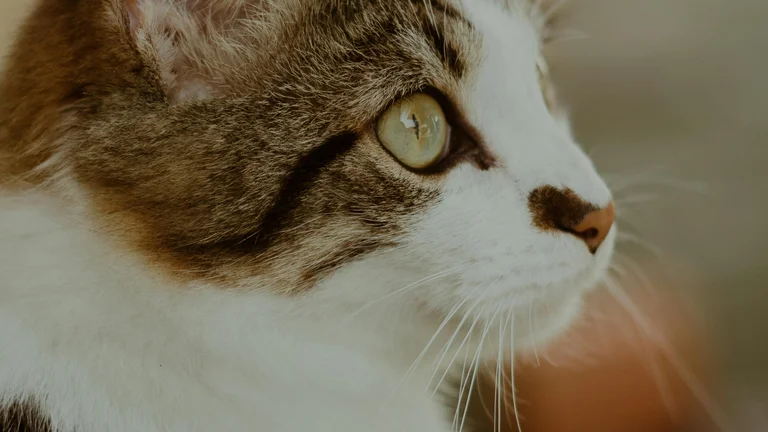 Saúde e Bem-Estar: Cuidados com os Olhos e Ouvidos do Seu Pet