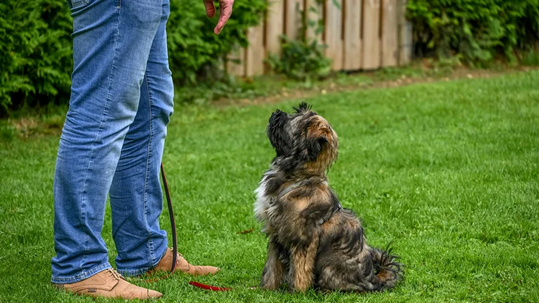 Guia prático para identificar o estilo de aprendizado do seu pet