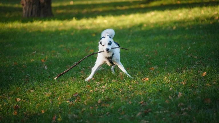 Atividades físicas ideais para pets saudáveis e ativos