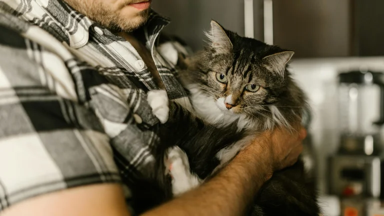 Kit inicial para pet adotado: dicas para preparação e cuidados