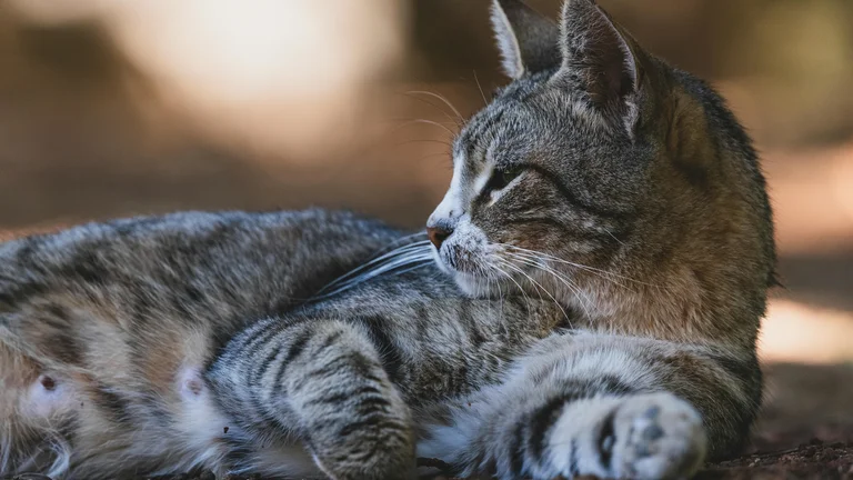 A importância do descanso na saúde e bem-estar dos animais