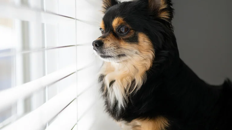 Check-list antes de adotar um animal: avalie seu compromisso
