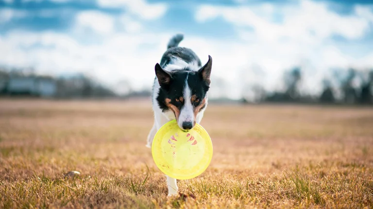 Dieta Específica para Cães Esportistas: Saúde e Desempenho