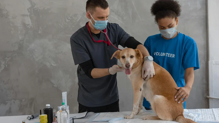 Mantenha a vacinação do seu pet em dia com essas dicas essenciais