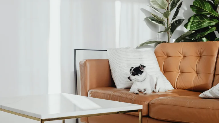 Dicas essenciais para adotar um segundo pet com responsabilidade