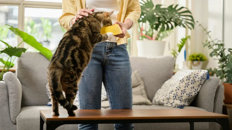 Dicas essenciais para lidar com a recusa de alimentos pelo pet