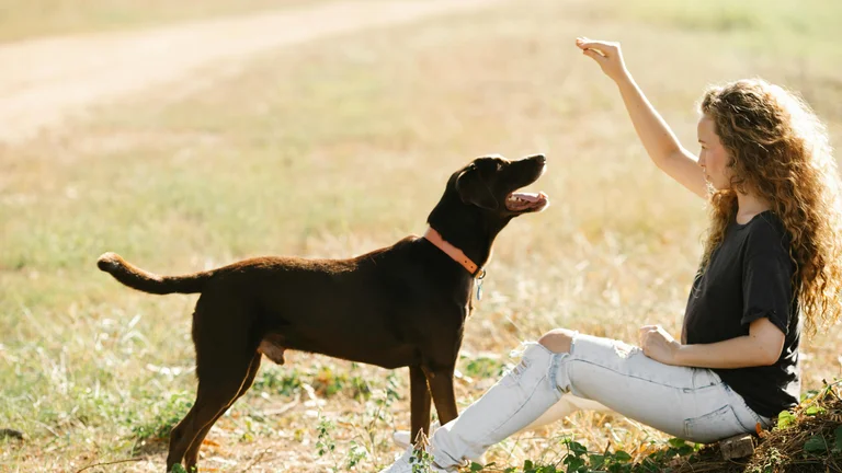 Dicas para ensinar comandos básicos ao seu pet adotado com carinho