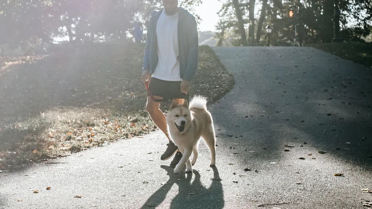 Dicas para treinar seu pet a andar com a guia sem puxar