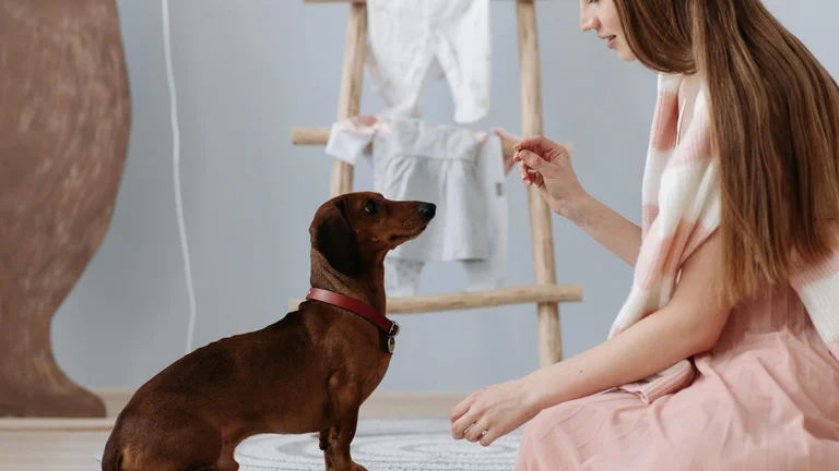 Aprenda a ensinar o comando “deita” com reforço positivo ao seu cão