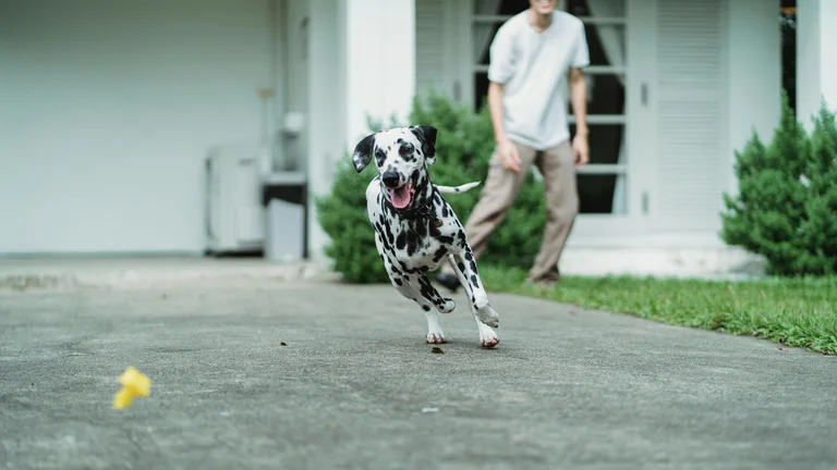 Dicas para Manter o Peso Ideal dos Pets e Garantir Saúde