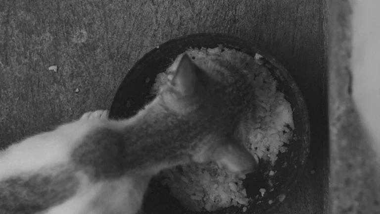 Entenda as diferenças na alimentação de cães e gatos