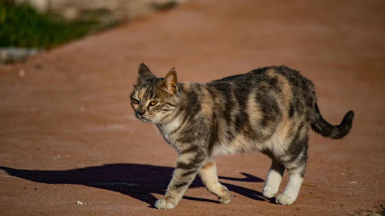 A importância do controle de vermes em cães e gatos para a saúde
