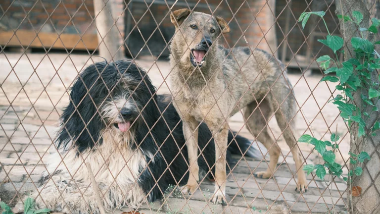 Mitos e verdades sobre adoção de pets: conheça a verdade