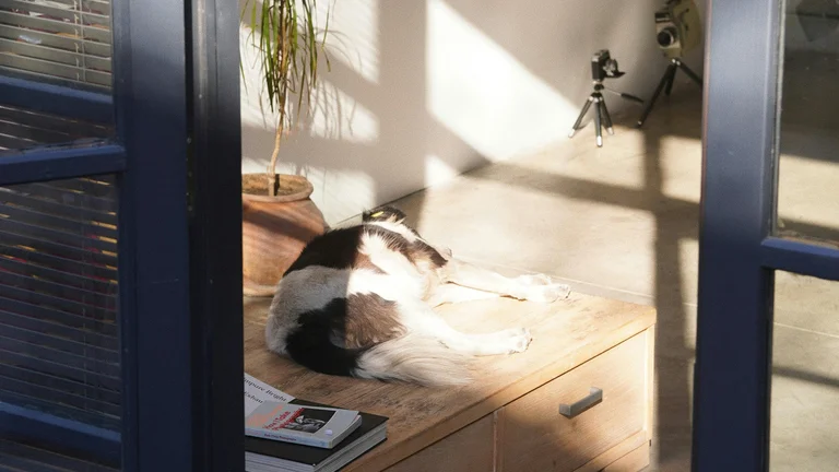Garantindo um ambiente saudável e seguro para seu pet em casa