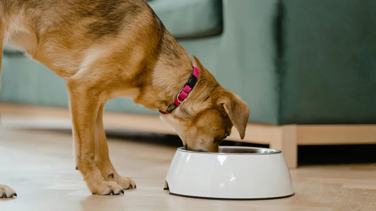 Quantas vezes por dia alimentar seu pet? Saiba o ideal para ele