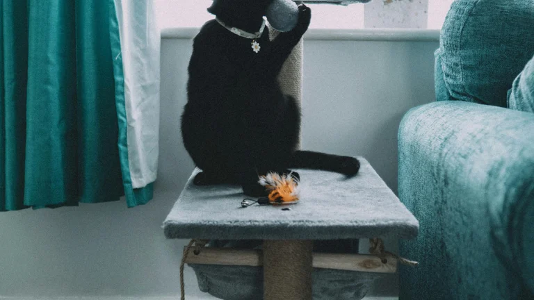 Aprenda a impedir que seu pet morda objetos em casa