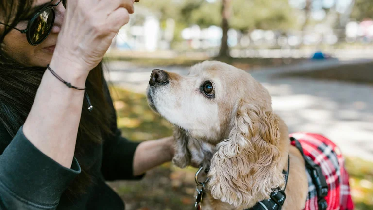 Dicas essenciais para ensinar comandos básicos ao seu cachorro