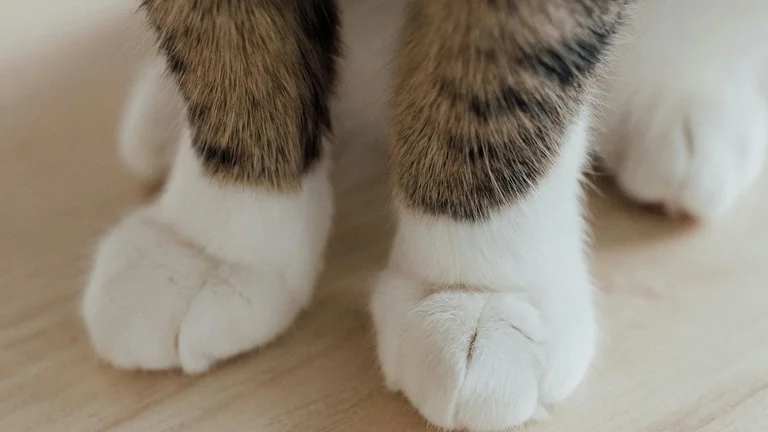 Guia completo para cuidar da saúde das patas do seu pet