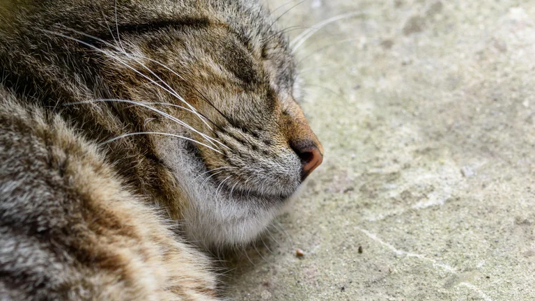 Como socializar seu pet adotado com outros animais com sucesso