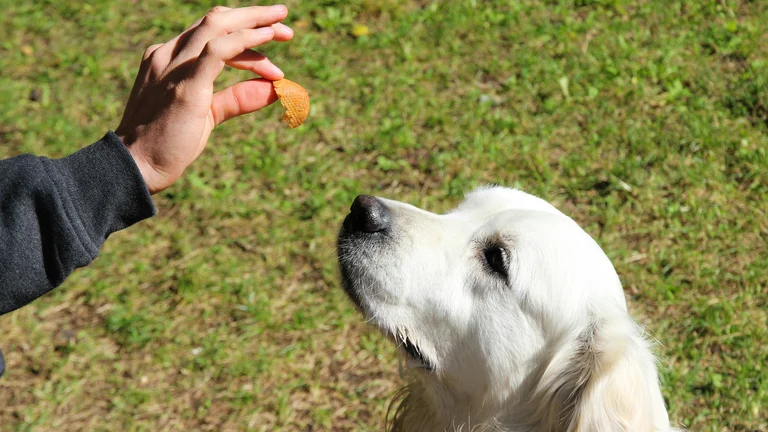 Guia prático para ensinar seu cachorro a fazer xixi no lugar certo