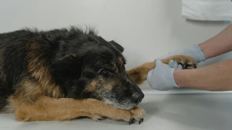 Identifique Sinais de Dor em Cães e Gatos com Facilidade