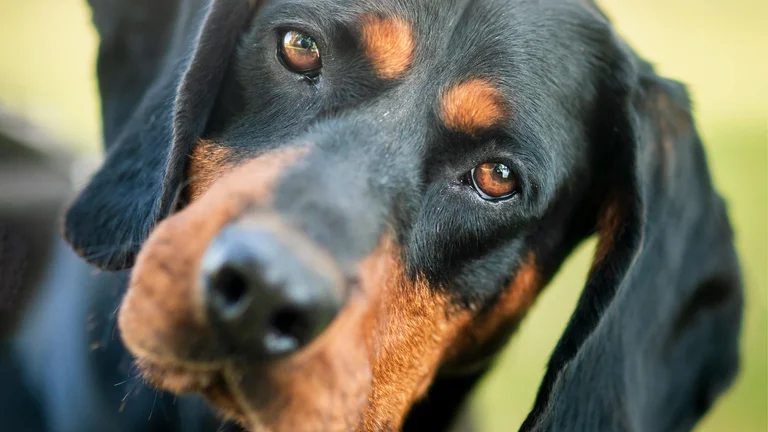 Dicas para estimular o foco e atenção do seu pet com sucesso