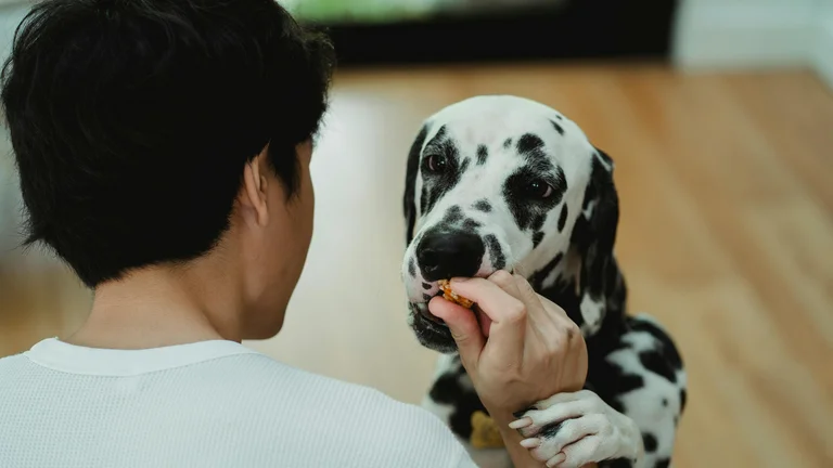 Como alimentar seu pet idoso: dicas essenciais de nutrição