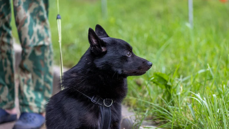 Treine Seu Cão em Ambientes Externos com Sucesso e Praticidade